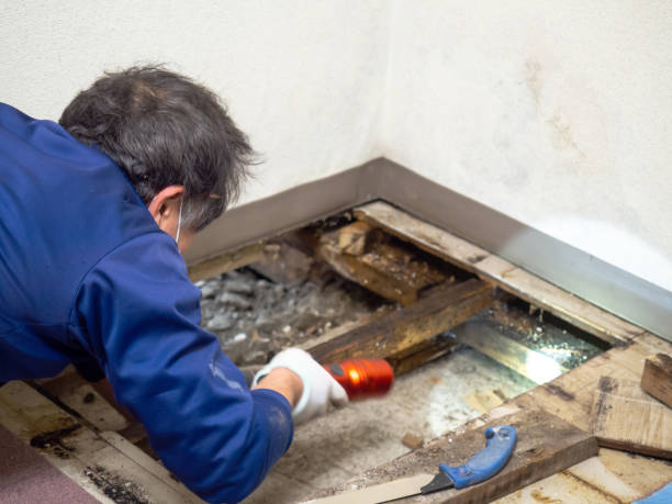 Best Residential Mold Removal  in Eatonton, GA