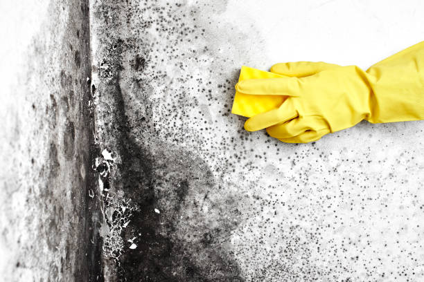 Best Toxic Mold Removal  in Eatonton, GA
